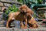 Vizsla Dog Breed Information, Pictures, Characteristics ...