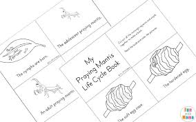 Biting off the head or legs of her mate and. Praying Mantis Life Cycle Printable Pack Fun With Mama
