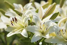 Maybe you would like to learn more about one of these? 21 Popular Flowers That Mean Death And Mourning Farm Food Family