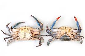 Pry off the top shell using the shell's spine for leverage. New Jersey Blue Crab Season Mywaterearth Sky