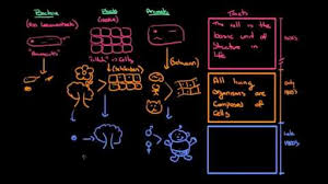 As edmund beecher wilson, the noted american cytologist, stated in his great work, the cell History And Development Of Cell Theory Video Khan Academy