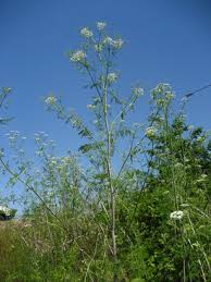 Maybe you would like to learn more about one of these? King County Targeting Poison Hemlock Other Harmful Plants On Public Lands To Protect People And The Environment King County
