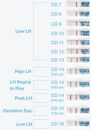 Pin On Ovulation Cycle Ovulation Testing