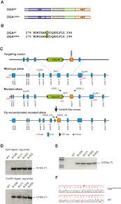 One on indian diaspora journalists in the united states and another on media discourses of. Loss Of O Glcnacase Catalytic Activity Leads To Defects In Mouse Embryogenesis Journal Of Biological Chemistry