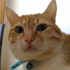Pin On Catofday