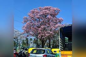 My flower pretty in pink pink flowers beautiful flowers colorful roses dame nature pink dogwood flowering trees dream garden. Bangaloresakura When The City Turns Into A Riot Of Colours With Spring The News Minute