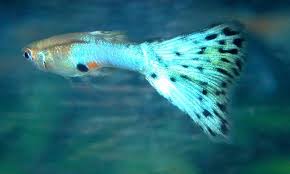 Jeg sælger mine 6 sunde og raske guppy hunner. Endler S Guppy Fish Blue Grass X Japan Blue Rare In Brighton Expired Friday Ad