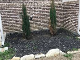 They can grow to be very large, even reaching heights in excess of 60 feet. Italian Cypress Turning Brown Root Rot