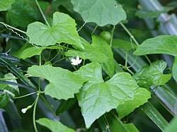 Image result for Zehneria keayana