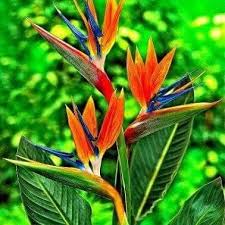 Oiseau Du Paradis Ile De La Reunion Fleurs Jardin Fleurs Oiseaux Fleurs Exotiques Fleurs Tropicales