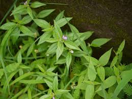 Image result for Polygala persicariifolia