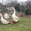 4pull down the notification panel from the top of the screen and tap 1266833_655980__untitled_goose_game.apk. Https Encrypted Tbn0 Gstatic Com Images Q Tbn And9gcqq4tdkf9vdpallenmy4uwkmh Pvchbwmio7ar0btu10sfk7pqj Usqp Cau
