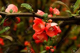 Usali in progetti commerciali, con diritti a vita e estesi a tutto il mondo. Immagini Stock Primavera Rosso Fiore Albero Priorita Bassa Di Natura Image 77018951