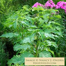 Image result for Nicandra physalodes