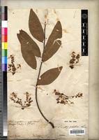 Image result for Cnestis polyphylla