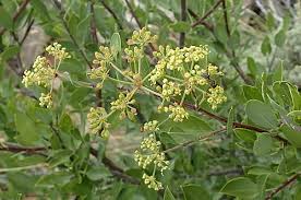 Image result for Heteromorpha involucrata