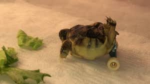 We did not find results for: Watch Tortoise Born With Deformity Gets Around On Mini Skateboard Wheels Upi Com