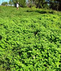 Image result for Tetragonia spicata