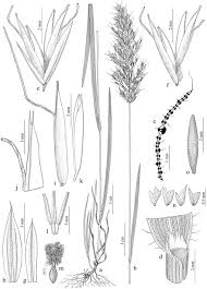 Image result for Trisetopsis