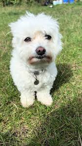 Sweet lula #dog #doggo #cute #smalldog #doglover #walk #pet #doglife