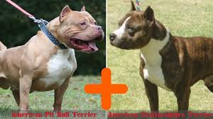 Staffordshire bull terrier vs pitbull. American Staffordshire Terrier Vs Pitbull What S The Difference Youtube