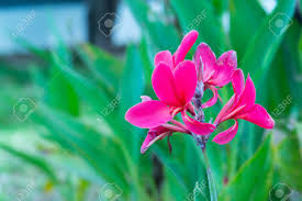 Flowering plants names in india. Indian Shot Canna Scientific Name Canna Indica Pink Flowers Blooming Beautifully On Tree In The Garden The Natural Background Blur Stock Photo Picture And Royalty Free Image Image 120737075