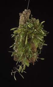 Image result for Bulbophyllum sp. nov