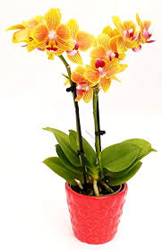 Fiore giallo simile all orchidea / quest'orchidea gialla è un regalo che non può lasciare indifferenti, ideale per donare luminosità agli spazi più bui. Orchidea Phalaenopsis Coltivazione E Cura