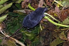 Image result for Neoschumannia