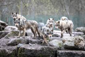 Canada supports the second largest gray wolf population in the world, after russia. Environmental Groups Sue Trump Administration For Delisting Gray Wolves Navajo Hopi Observer Navajo Hopi Nations Az