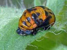 Les coccinelles larves et adultes se nourrissent surtout de pucerons et de cochenilles. Comment Reconnaitre La Larve Et L Adulte De Coccinelle A 7 Points