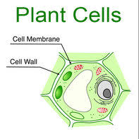 Factors Affecting Cell Membrane Structure (A-Level Biology) - Study Mind