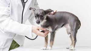 We know a lot about the upside of the vaccine. My Dog Has Cancer And Other Awful Diagnoses