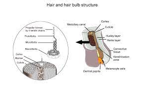 We did not find results for: Structure And Composition Of The Hair