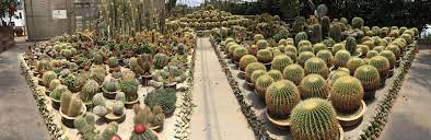 Cactus valley is a botanical show garden nestled on a hill slope overlooking brinchang town center, featuring a large collection of cacti, flowers and ornamental plants of various shapes, colours and sizes. This Is For All You Cactus Lovers Cactus Valley Cameron Highlands Malaysia Cactus