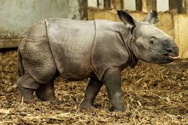 Design, model, present, analyze, realize. Endangered Indian Rhinoceros Baby Is Born In Zoo In Poland