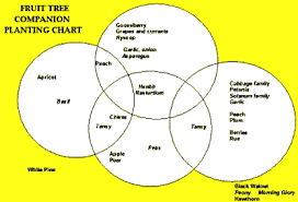 planting companion vegetables and herbs and fruit tree