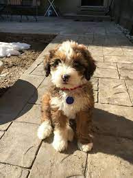 Australian Bernedoodle I Know She Looks Like A Stuffed Animal Cute Baby Animals Cute Dogs Baby Animals