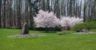 Pin On Flowers Gardens And Trees