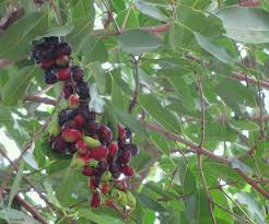 National plant network + see all. Gifting Trees The Fruit Of The Gods