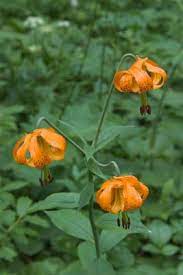 Tiger Lily Lilium Columbianum You Can Sometimes See These Growing Wild While Hiking In The Bc Mountains They Edible Wild Plants Edible Plants Wild Edibles