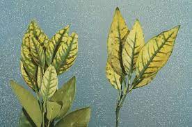 A Guide To Citrus Nutritional Deficiency And Toxicity Identification Figure 8 Zinc Deficiency Plant Nutrients Planting Grass Zinc Deficiency