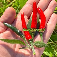 Image result for Capsicum annuum