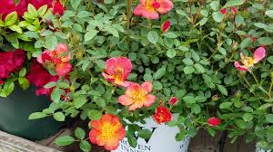 This beautiful plant has the habit, flower color and disease resistance that any rose lover is looking for. Best Garden Roses Oso Easy Hot Paprika Landscape Rose Youtube