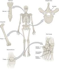 Only the bottom portion of this bone extends as far as the hoof capsule. Sketch And Label Of A Cross Section Of A Long Bone Sketch And Label Of A Cross Section Of A Long Bone Long Bone Cross Section Worksheet Teaching Resources As The