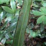 Image result for Pteris commutata
