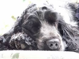 Clive Sleeping Blue Roan Cocker Spaniel Springer Spaniel Puppies Spaniel Dog