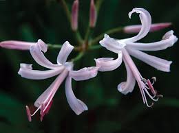 Image result for Nerine