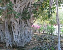 درخت انجیر معابد کیش -  جاذبه‌های گردشگری کیش