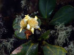 Image result for Clusiaceae